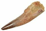 Fossil Spinosaurus Tooth - Real Dinosaur Tooth #363489-1